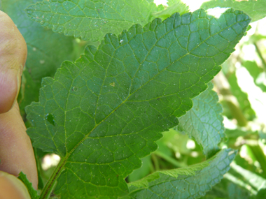 Feuilles opposées décussées aux nervures nettement visibles; de forme lancéolée, elles sont aigues à leur sommet. Agrandir dans une nouvelle fenêtre (ou onglet)